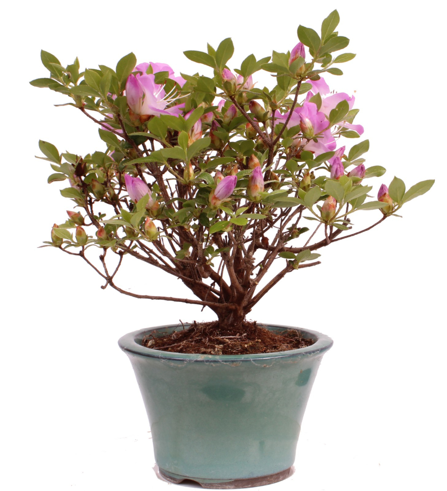 Bonsai - Jap. Satsuki Azalee , Rhododendron indicum 226/40