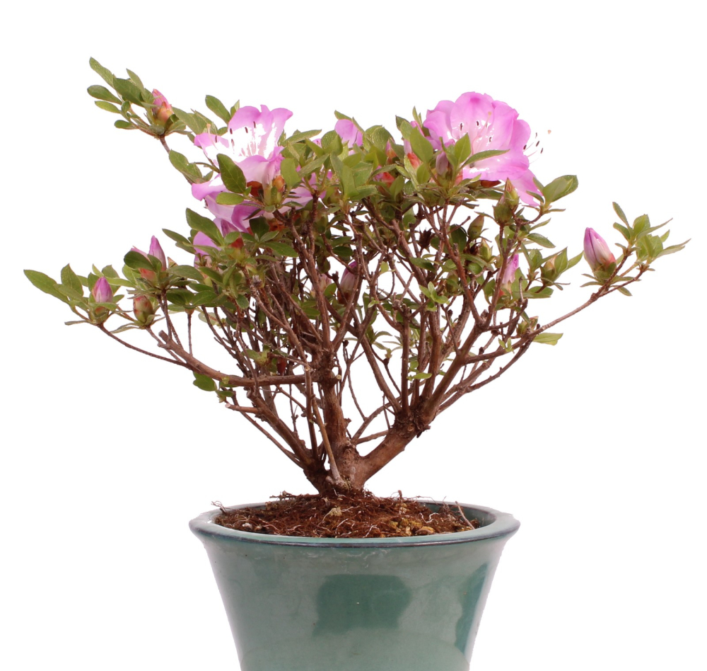 Bonsai - Jap. Satsuki Azalee , Rhododendron indicum 226/40