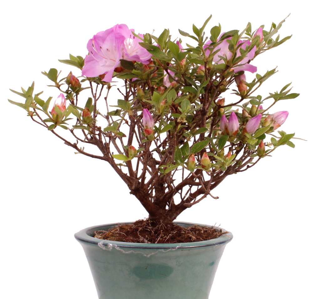Bonsai - Jap. Satsuki Azalee , Rhododendron indicum 226/40