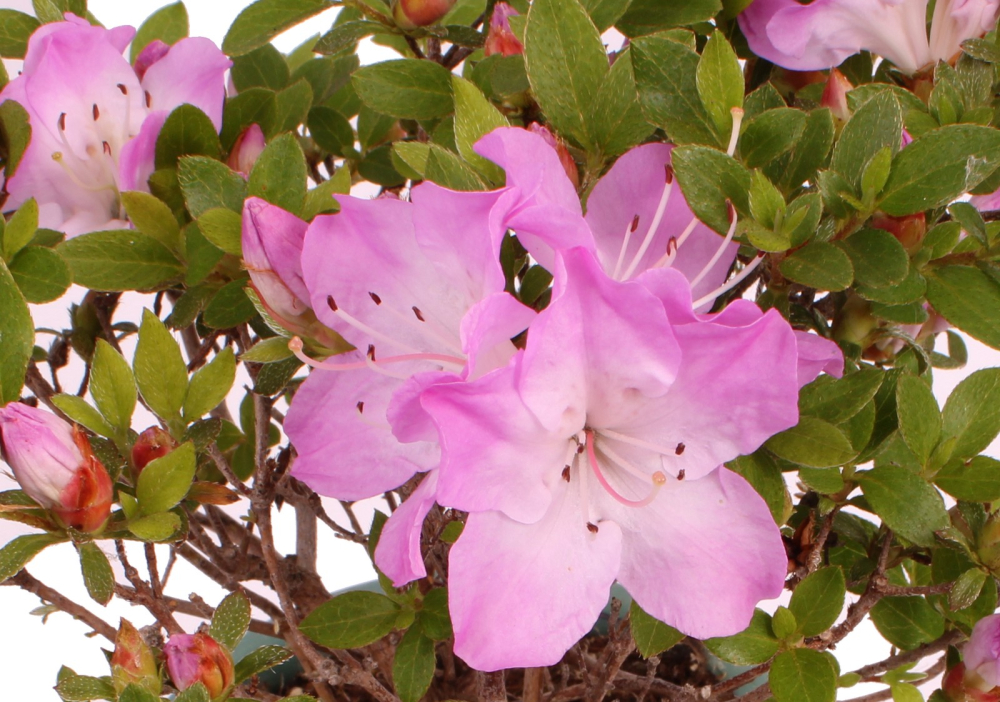 Bonsai - Jap. Satsuki Azalee , Rhododendron indicum 226/40