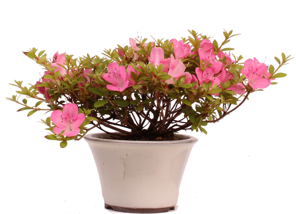 Bonsai - Jap. Satsuki Azalee , Rhododendron indicum 226/41