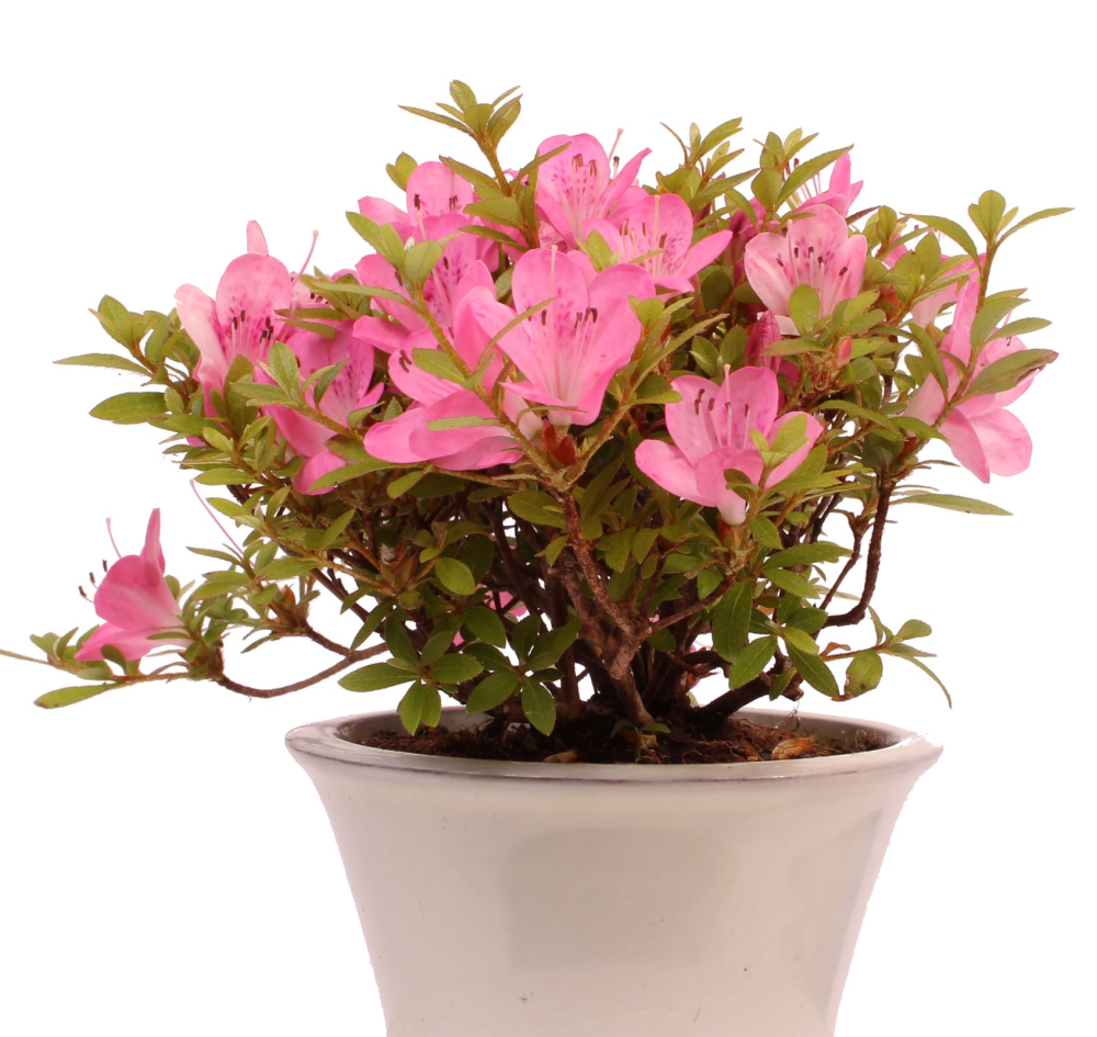 Bonsai - Jap. Satsuki Azalee , Rhododendron indicum 226/41