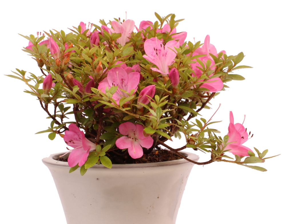 Bonsai - Jap. Satsuki Azalee , Rhododendron indicum 226/41