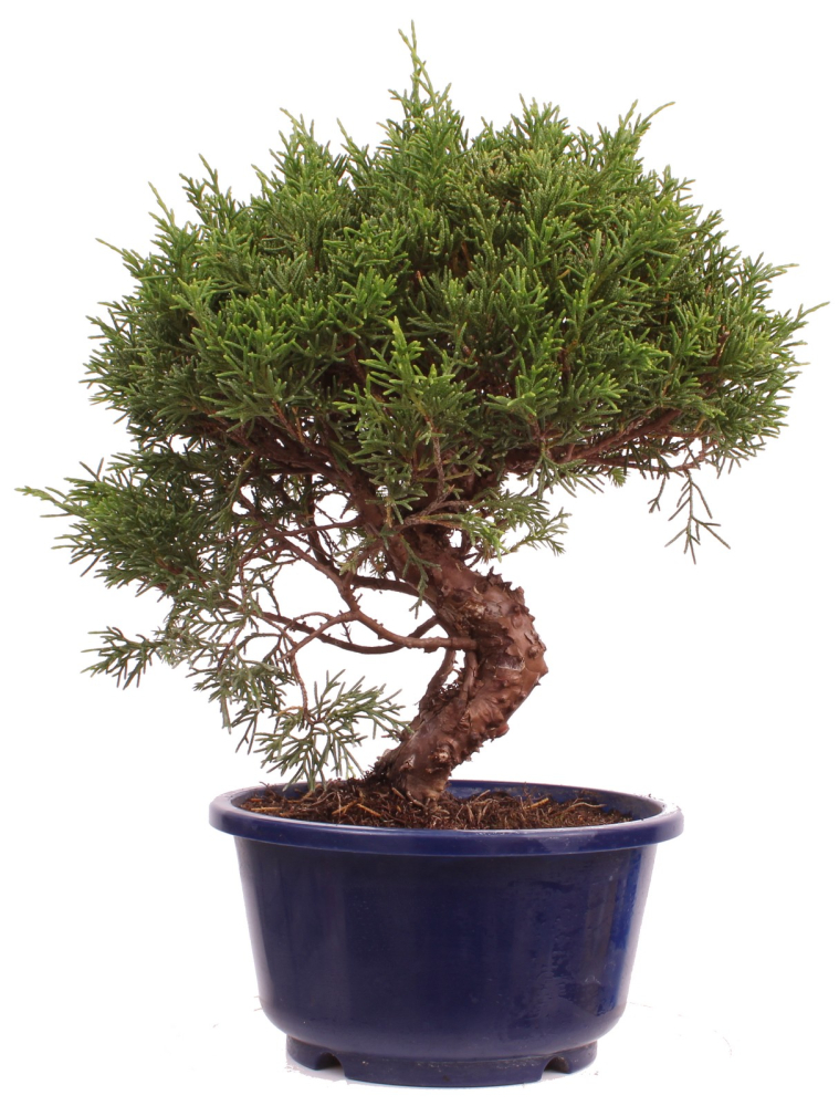 Bonsai - Juniperus chinensis 'Shimpaku' Chinesischer Wacholder aus Japan 226/46