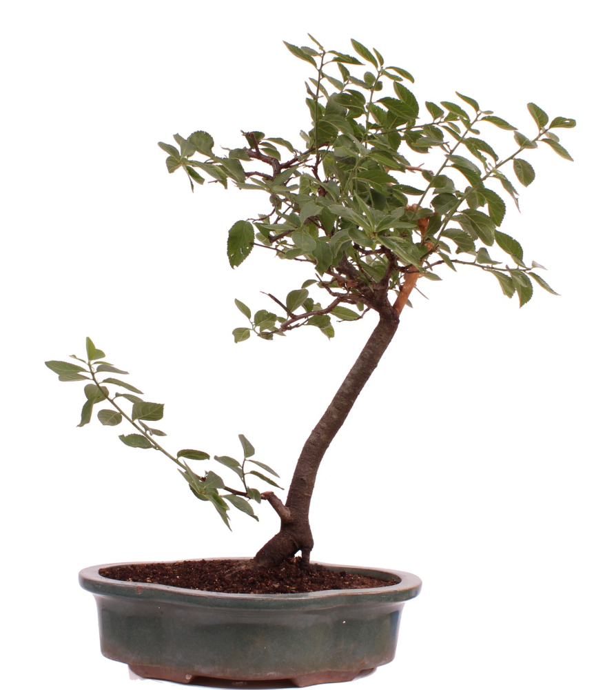 Bonsai - Yamadori - Prunus spinosa, Schlehe, Schwarzdorn 227/02