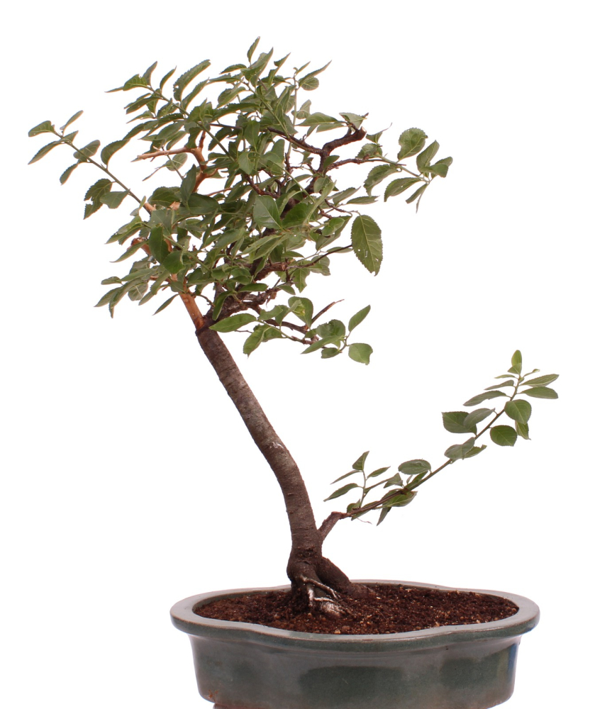 Bonsai - Yamadori - Prunus spinosa, Schlehe, Schwarzdorn 227/02