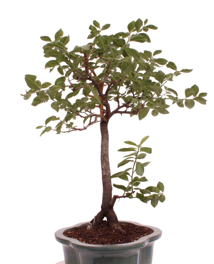Bonsai - Yamadori - Prunus spinosa, Schlehe, Schwarzdorn 227/02