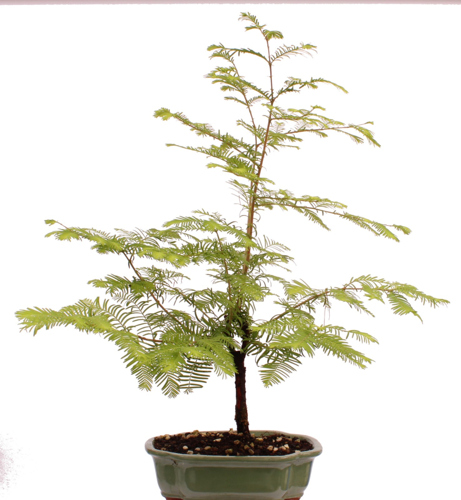 Bonsai - Metasequoia glyptostroboides, Urweltmammutbaum ca. 59 cm  227/03