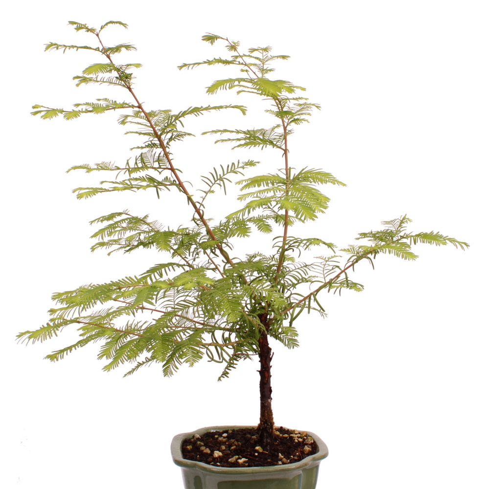 Bonsai - Metasequoia glyptostroboides, Urweltmammutbaum ca. 59 cm  227/03