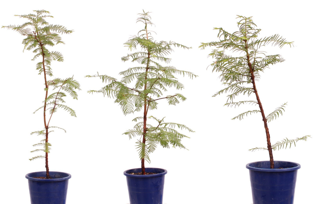 Bonsai - Metasequoia glyptostroboides, Urweltmammutbaum 227/04 (1 Pflanze)