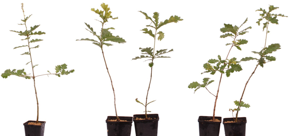 Bonsai - Quercus faginea, Portugisiesche Eiche  227/05 (1 Pflanze)