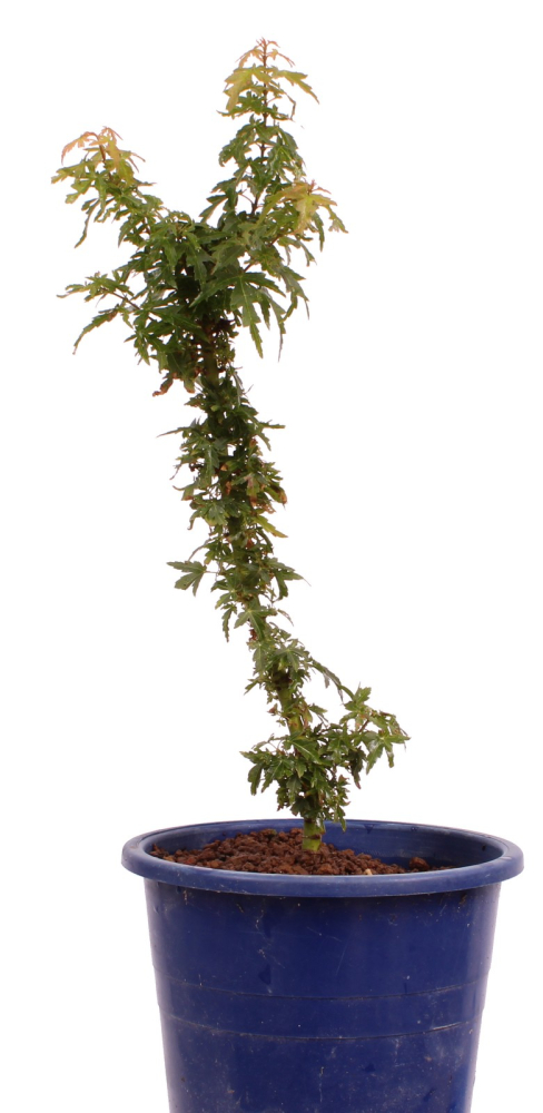 Acer palmatum 'Kotohime', Japanischer Fächerahorn 227/06