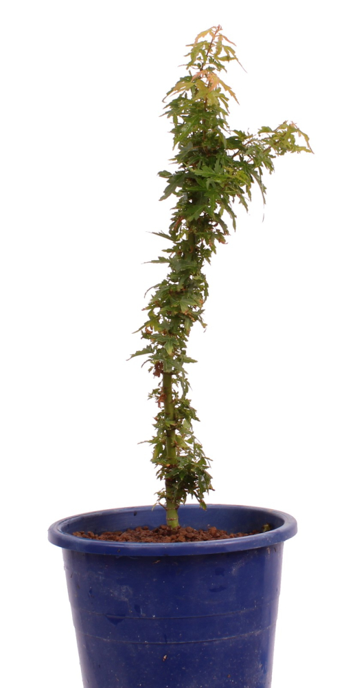 Acer palmatum 'Kotohime', Japanischer Fächerahorn 227/06