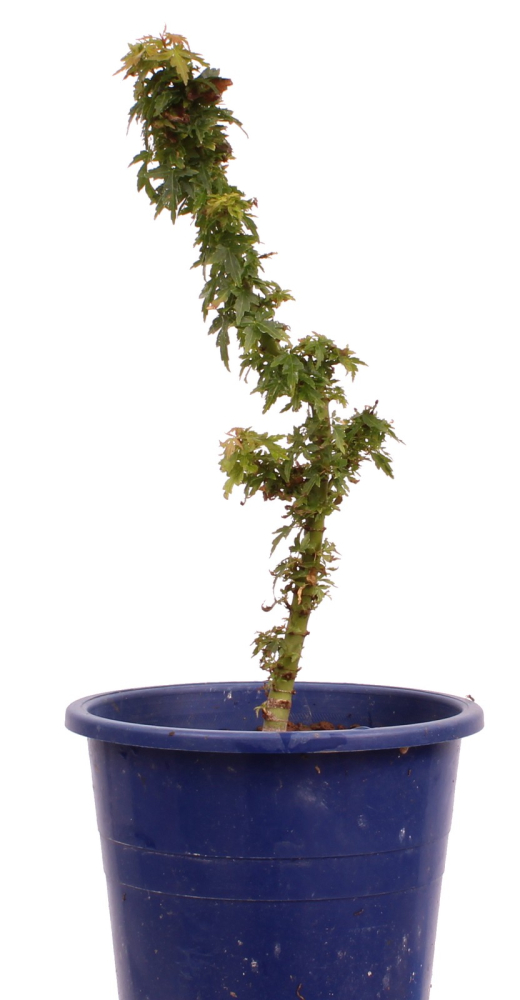 Acer palmatum 'Kotohime', Japanischer Fächerahorn 227/07