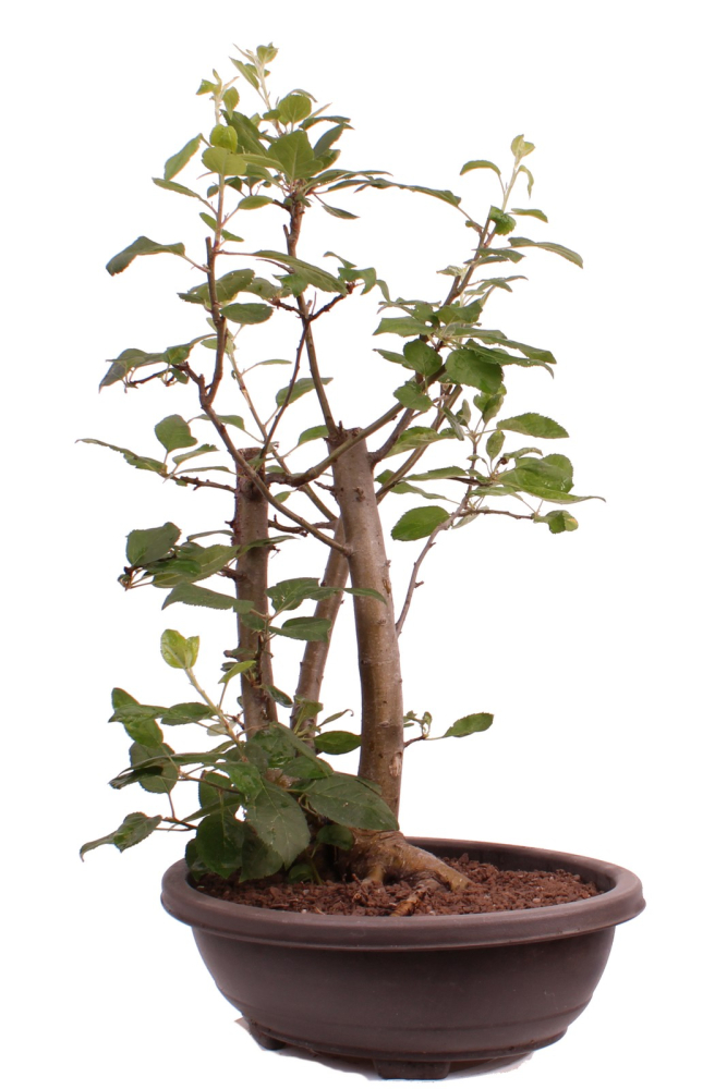 Bonsai - Malus spec.  Zier-Apfel 227/09