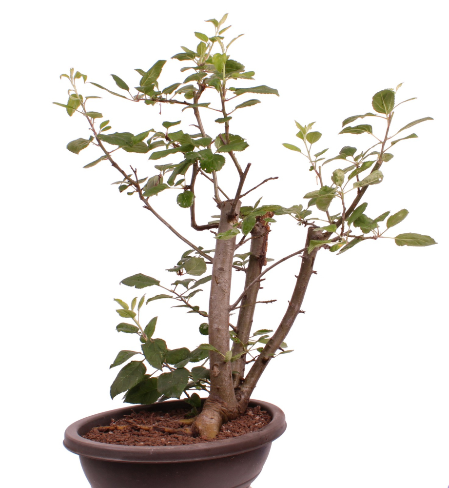 Bonsai - Malus spec.  Zier-Apfel 227/09