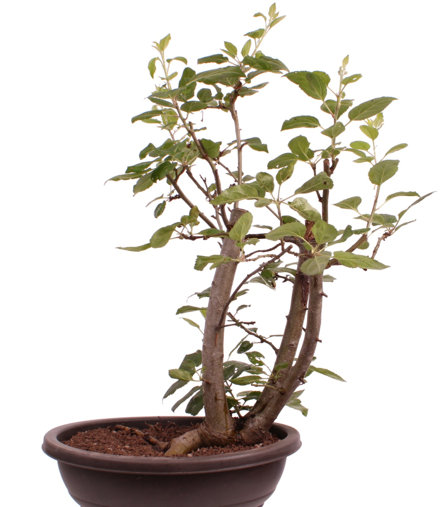 Bonsai - Malus spec.  Zier-Apfel 227/09