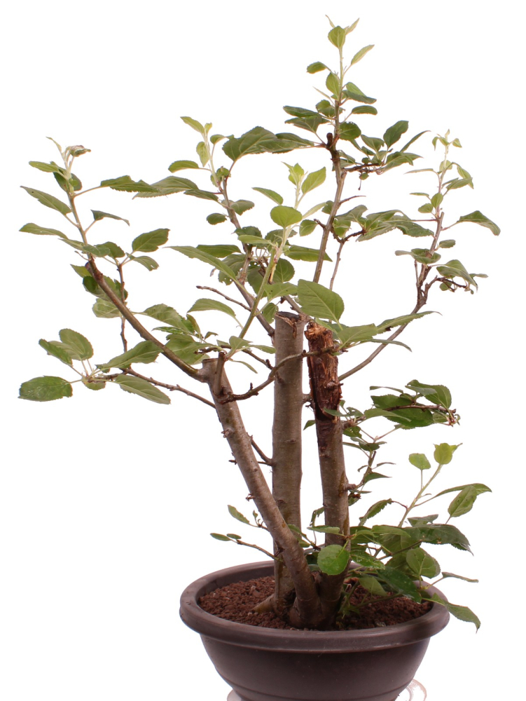 Bonsai - Malus spec.  Zier-Apfel 227/09