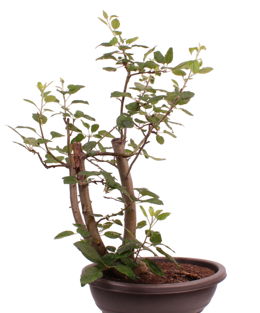 Bonsai - Malus spec.  Zier-Apfel 227/09