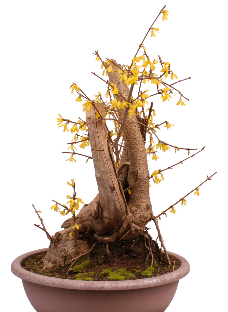 Bonsai - Forsythia x intermedia - Forsythie  227/10