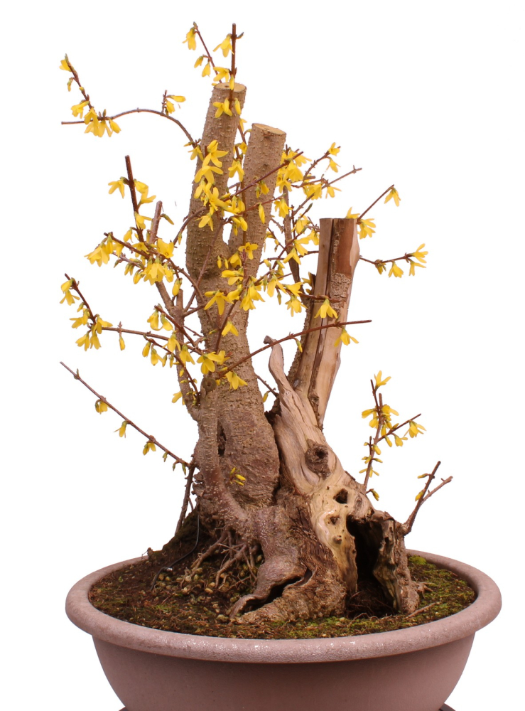 Bonsai - Forsythia x intermedia - Forsythie  227/10