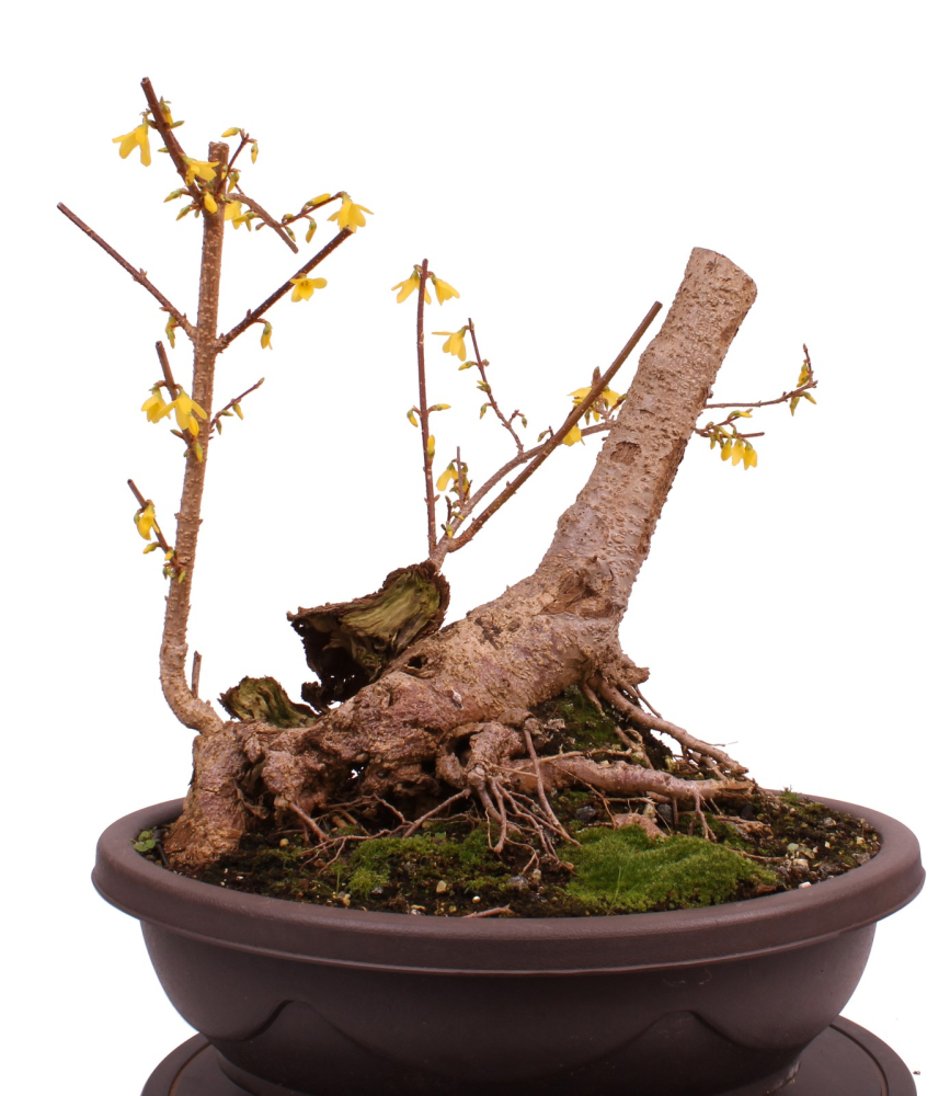 Bonsai - Forsythia x intermedia - Forsythie  227/13