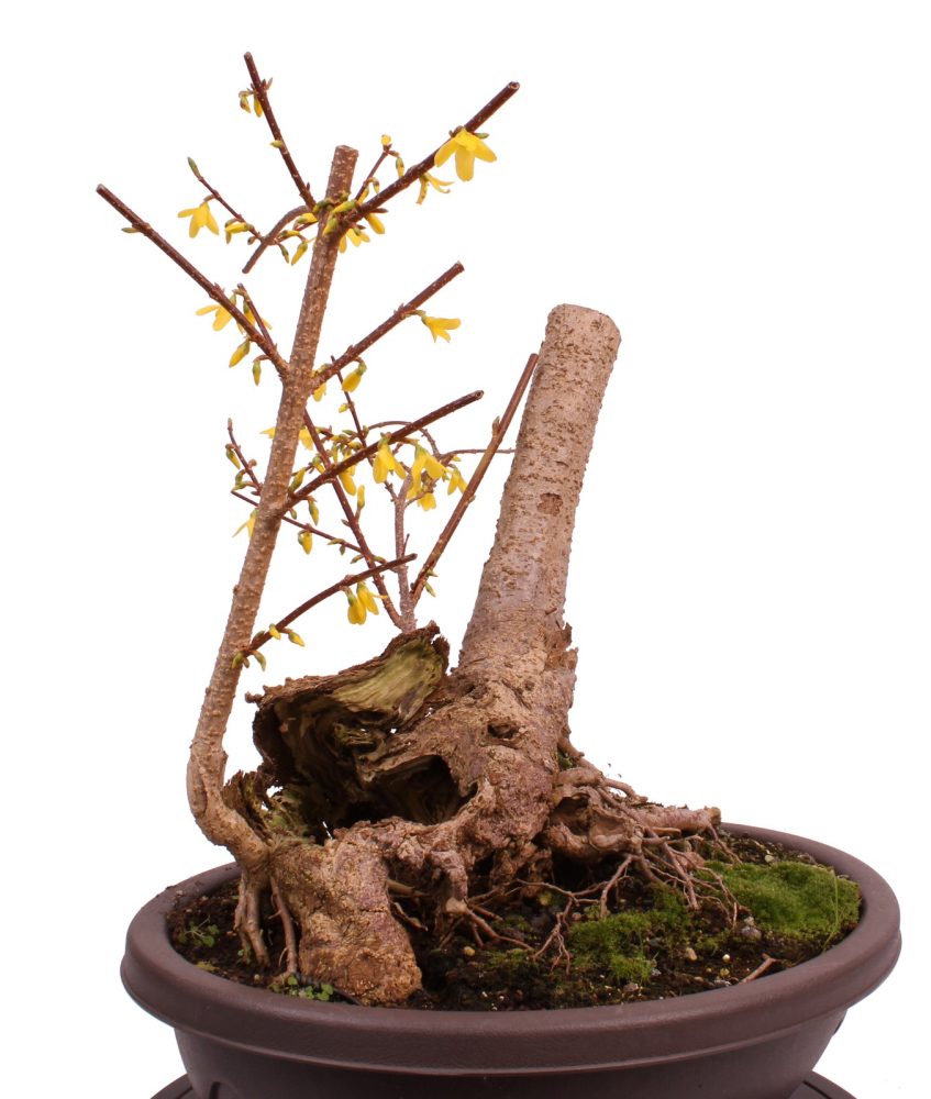 Bonsai - Forsythia x intermedia - Forsythie  227/13