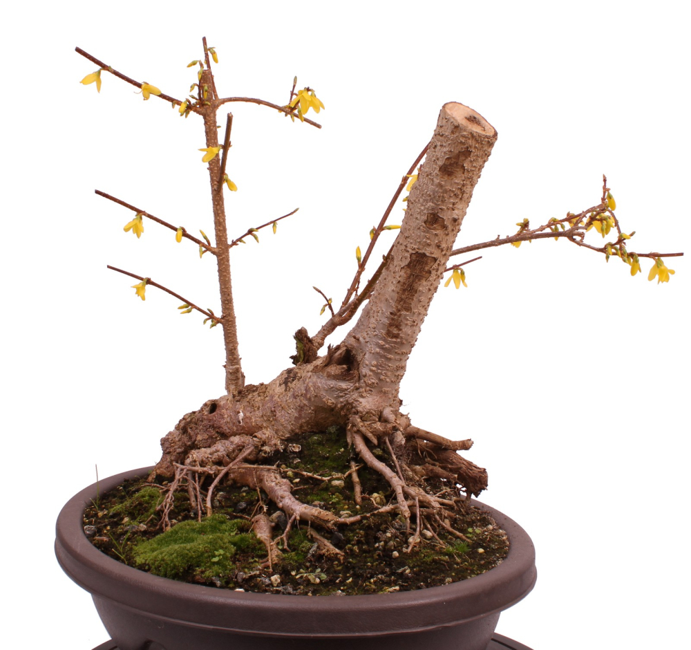 Bonsai - Forsythia x intermedia - Forsythie  227/13