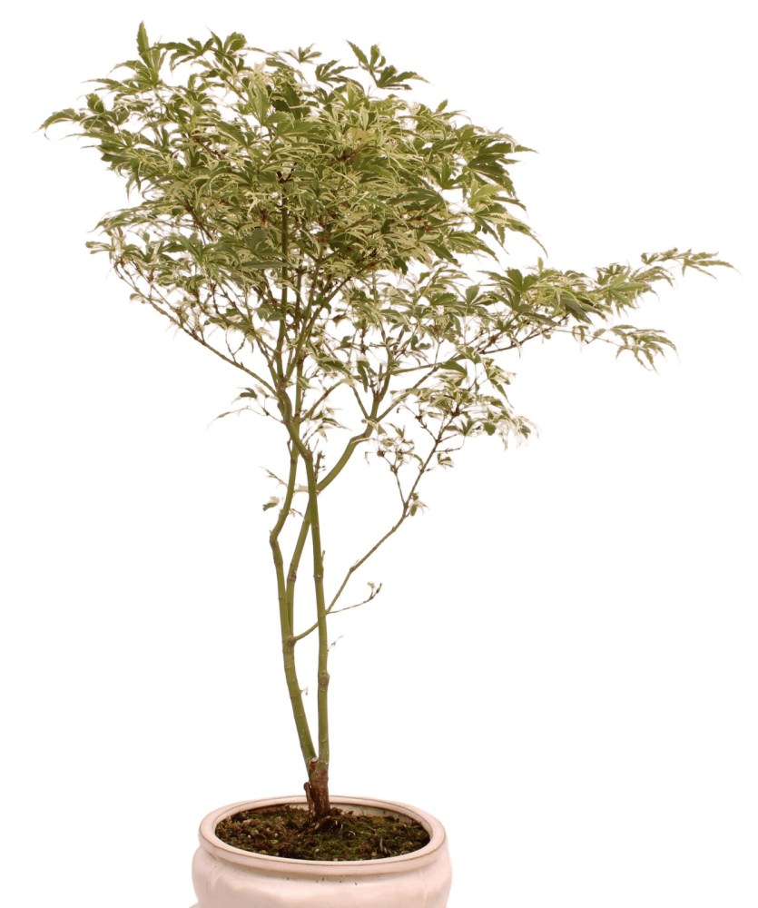 Bonsai - Acer palmatum 'Butterfly' - Japanischer Fächerahorn 227/14