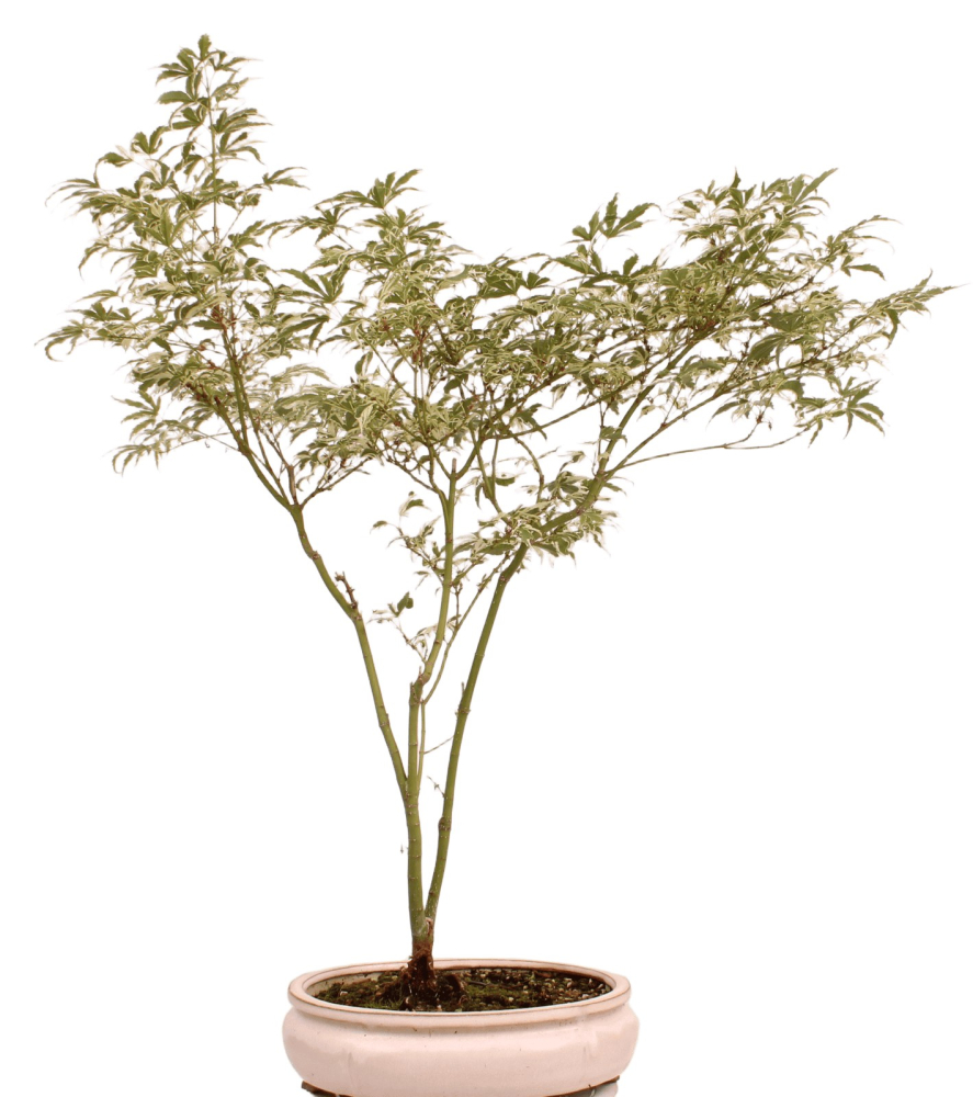 Bonsai - Acer palmatum 'Butterfly' - Japanischer Fächerahorn 227/14