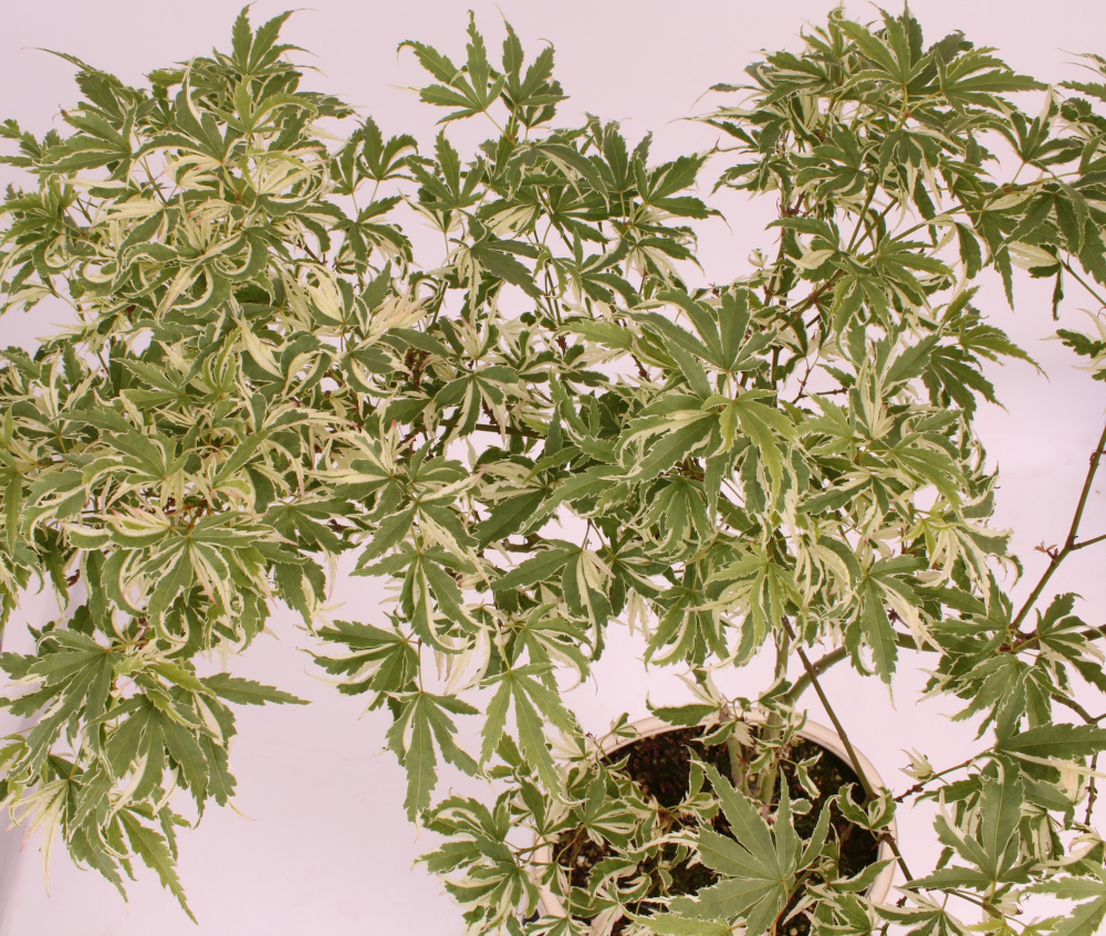 Bonsai - Acer palmatum 'Butterfly' - Japanischer Fächerahorn 227/14