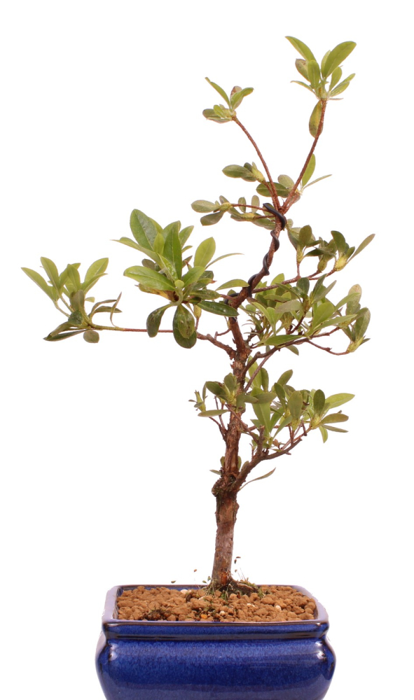 Bonsai - Japanische Satsuki Azalee 'Tsukiakari' Rhododendron indicum 227/17