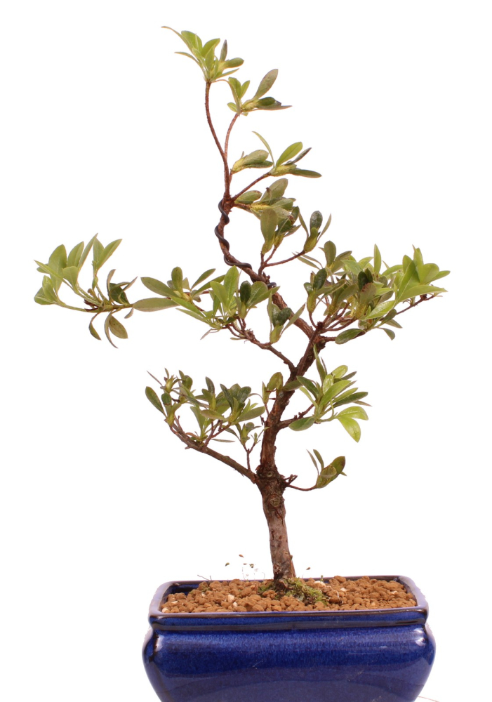 Bonsai - Japanische Satsuki Azalee 'Tsukiakari' Rhododendron indicum 227/17