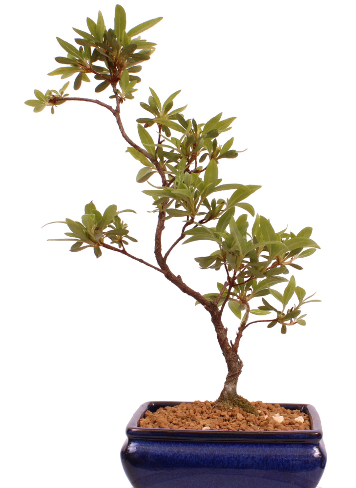 Bonsai - Japanische Satsuki Azalee 'Ariran' Rhododendron indicum 227/18