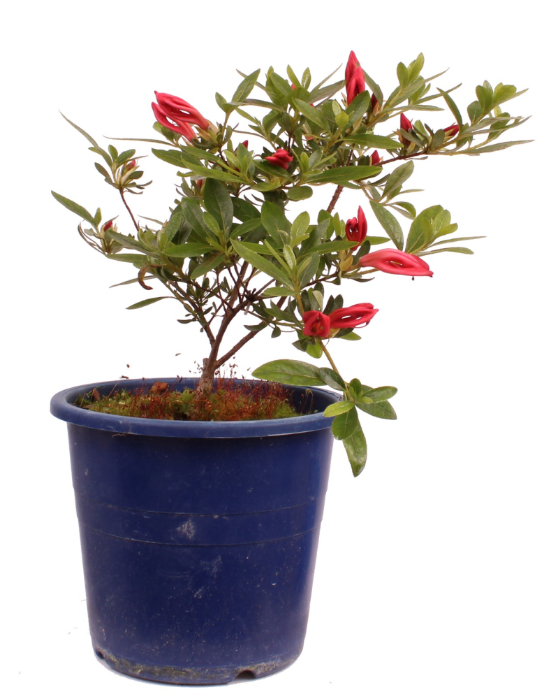 Bonsai Japanische Satsuki Azalee 'Yumehanabi' Rhododendron indicum 227/20