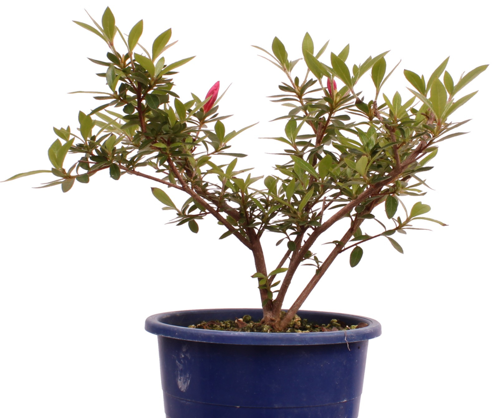 Bonsai Japanische Satsuki Azalee 'Osakazuki'' Rhododendron indicum 227/21