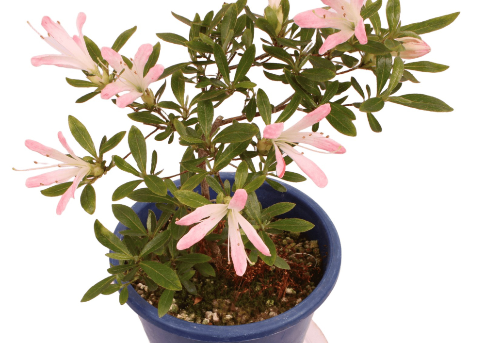 Bonsai Japanische Satsuki Azalee 'Nissho-no-Hikari' Rhododendron indicum 227/22