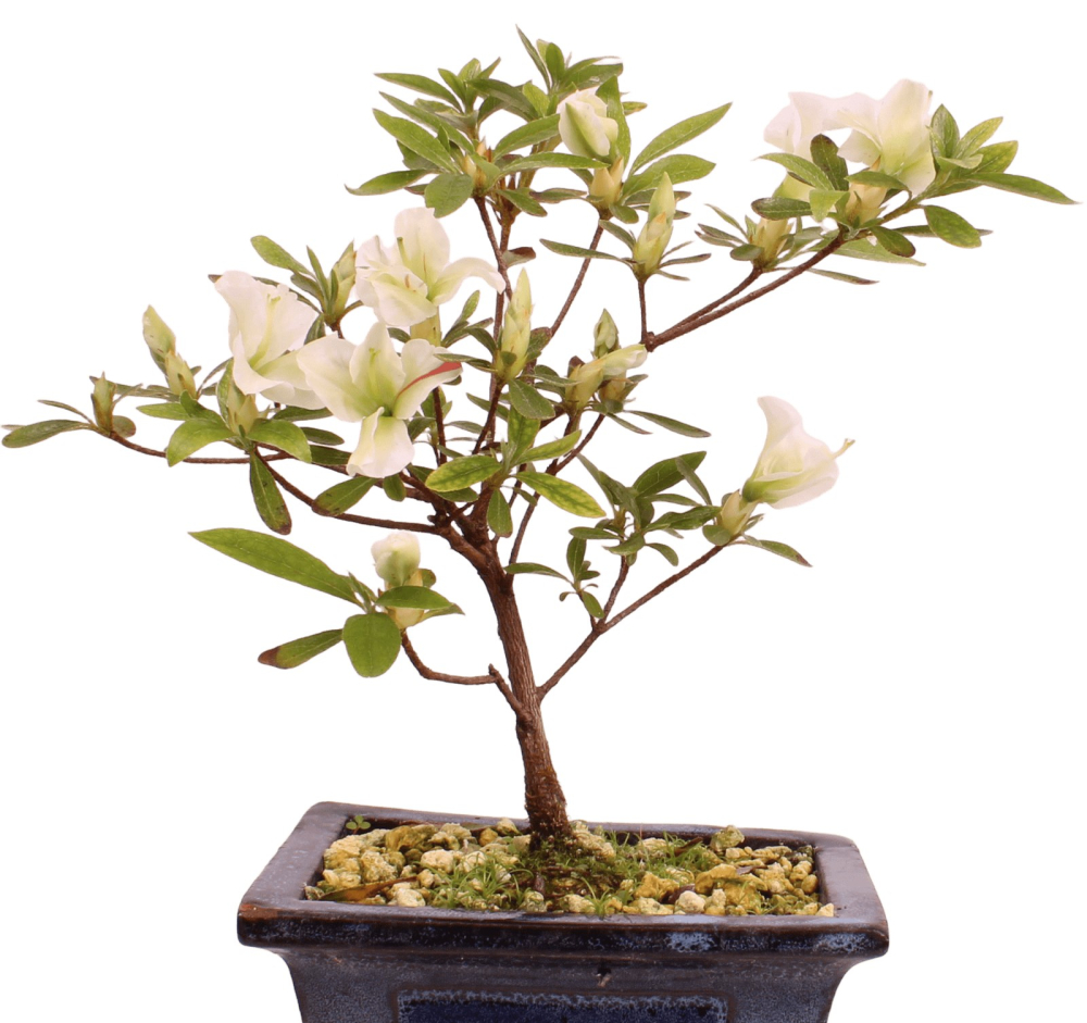 Bonsai Japanische Satsuki Azalee 'Ryokko-no-Izumi' Rhododendron indicum 227/24