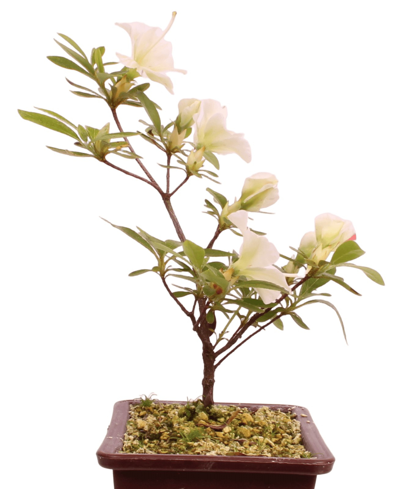 Bonsai Japanische Satsuki Azalee 'Ryokko-no-Izumi' Rhododendron indicum 227/25