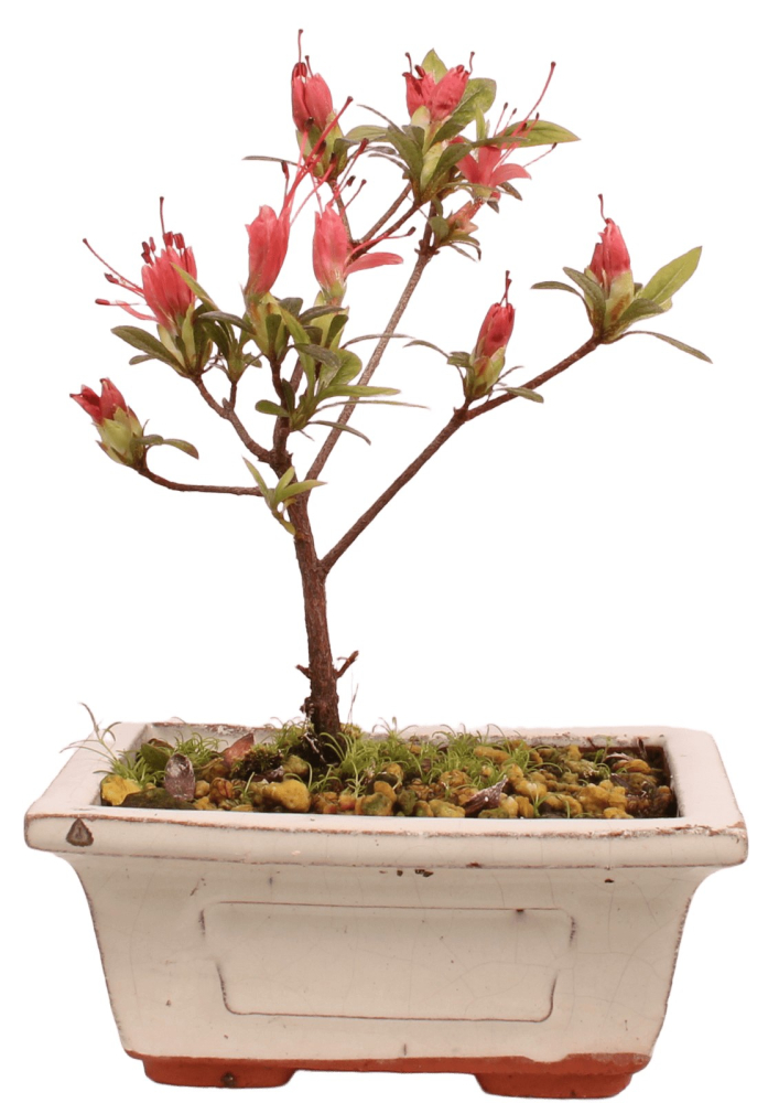Bonsai Japanische Satsuki Azalee 'Chojuho' Rhododendron indicum 227/26