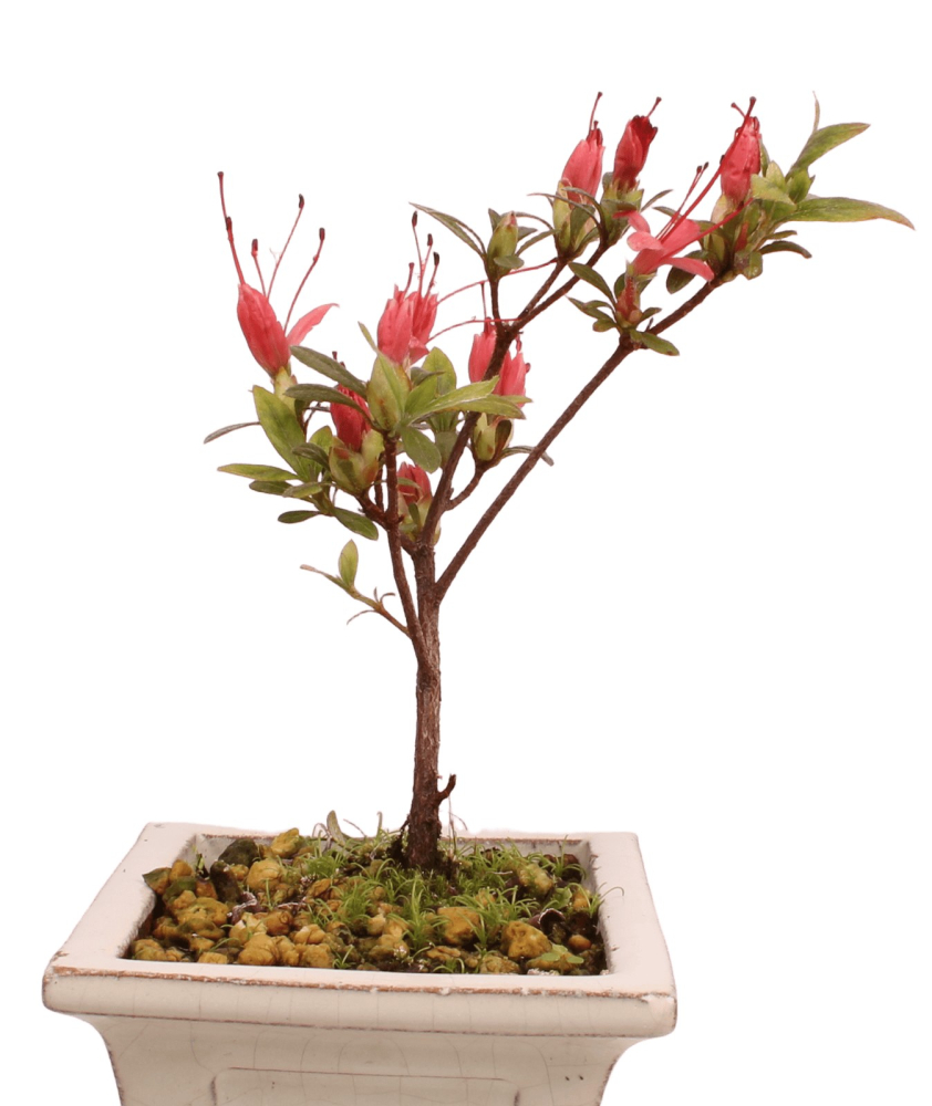 Bonsai Japanische Satsuki Azalee 'Chojuho' Rhododendron indicum 227/26