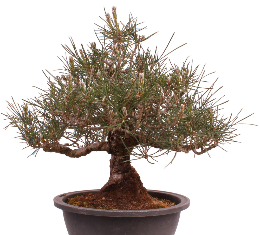 Bonsai - Pinus thunbergii - Japanische Schwarzkiefer 227/27