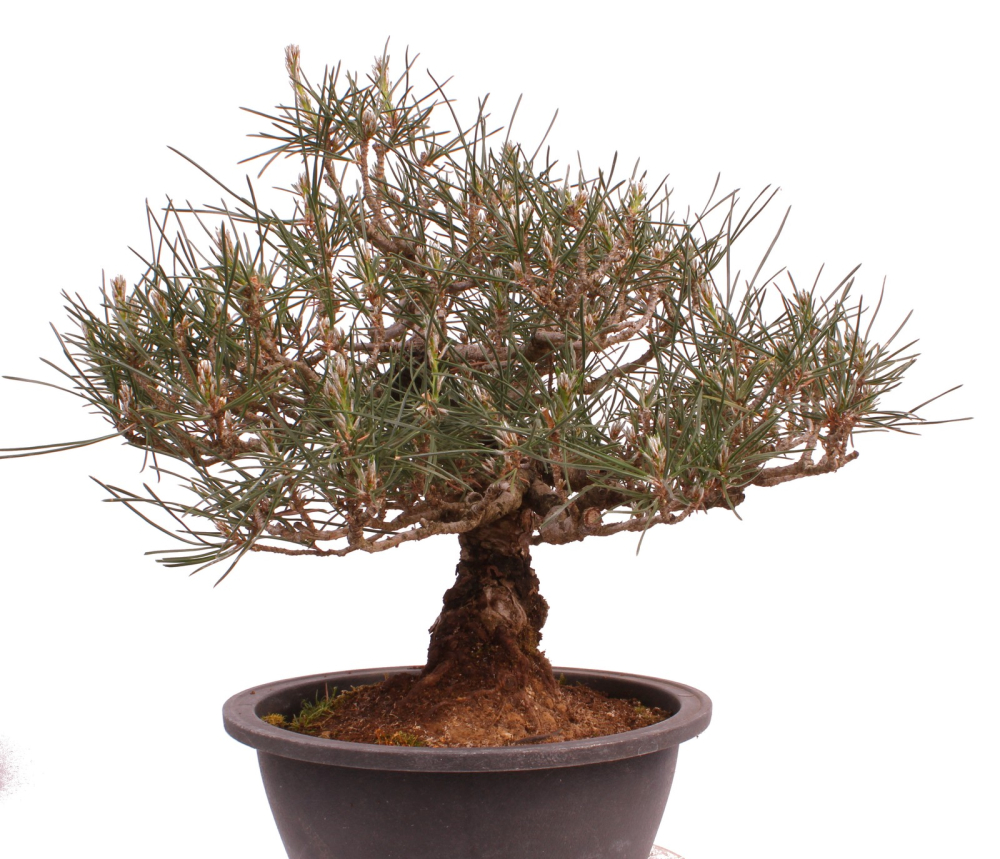 Bonsai - Pinus thunbergii - Japanische Schwarzkiefer 227/27