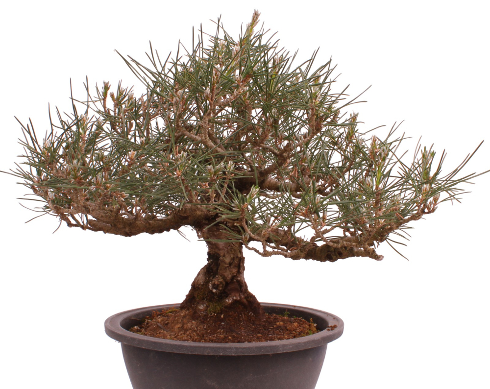 Bonsai - Pinus thunbergii - Japanische Schwarzkiefer 227/27