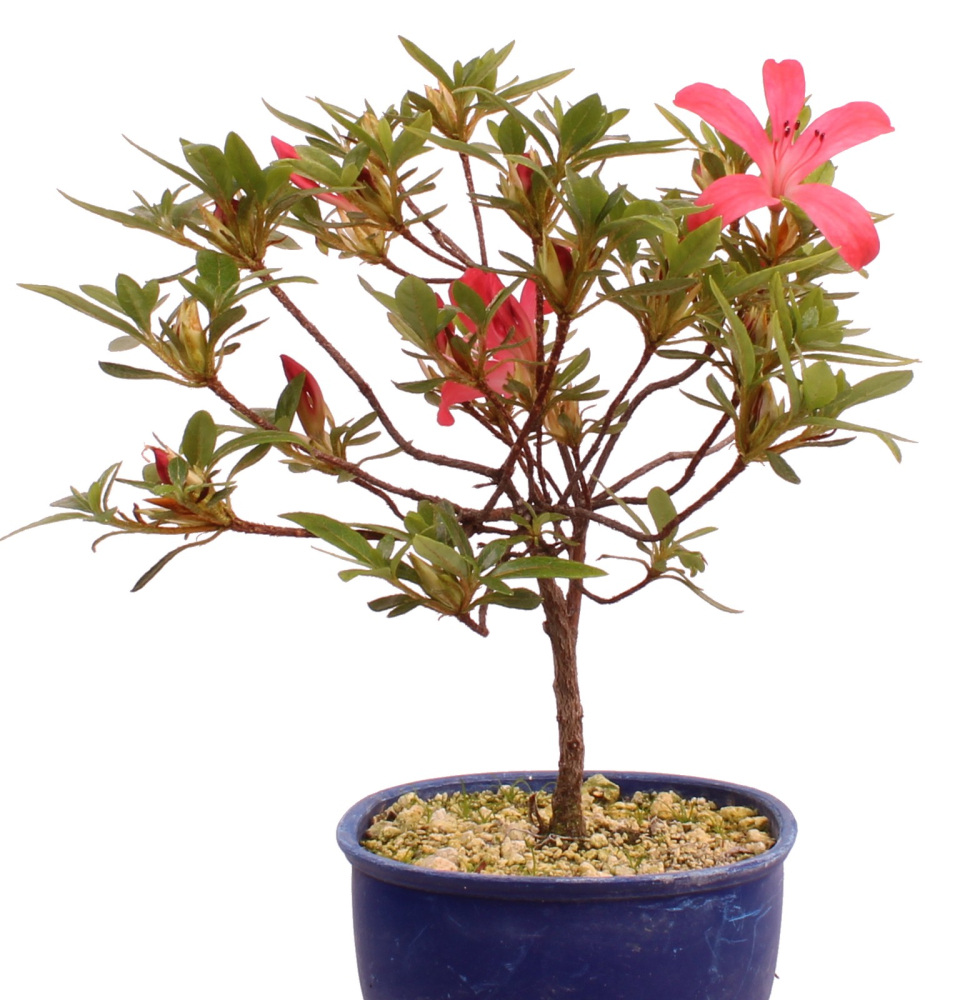 Bonsai Japanische Satsuki Azalee 'Yumehanabi' Rhododendron indicum 227/28