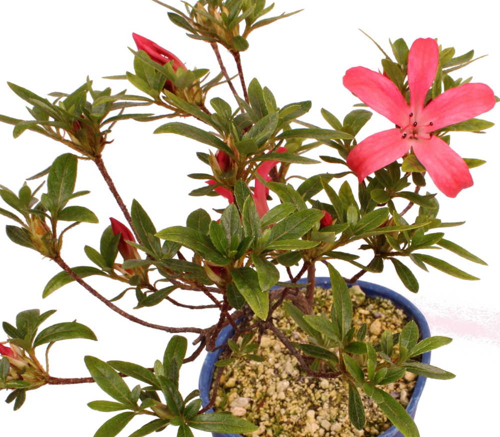 Bonsai Japanische Satsuki Azalee 'Yumehanabi' Rhododendron indicum 227/28