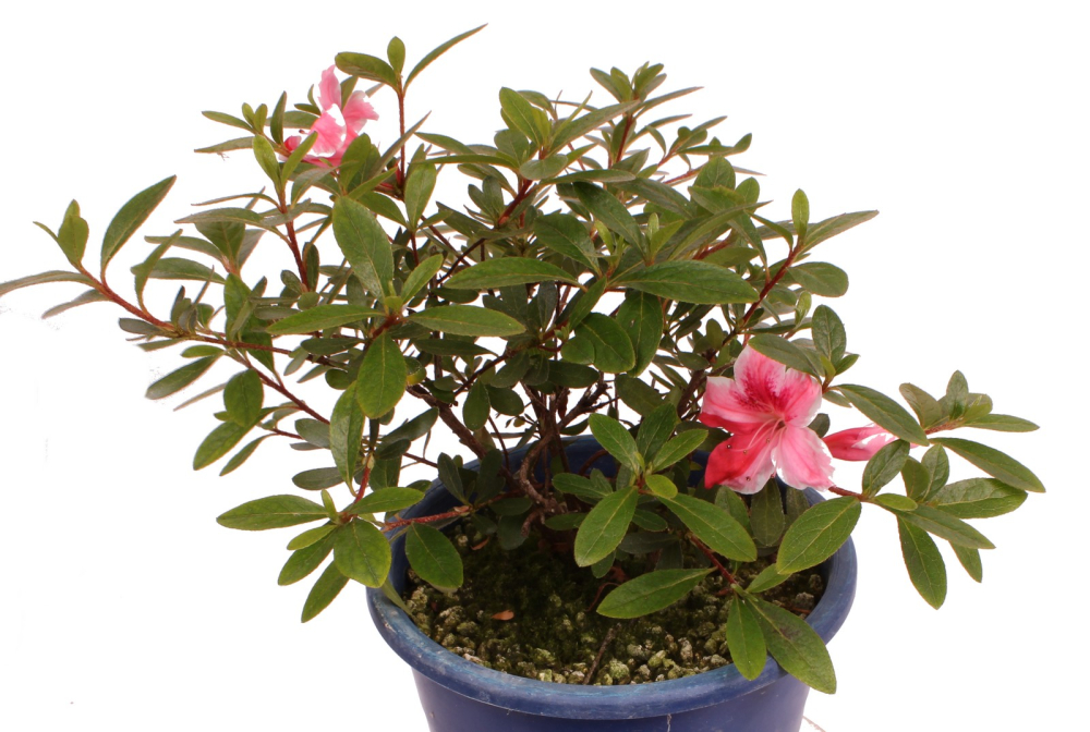 Bonsai Japanische Satsuki Azalee  Rhododendron indicum 227/30
