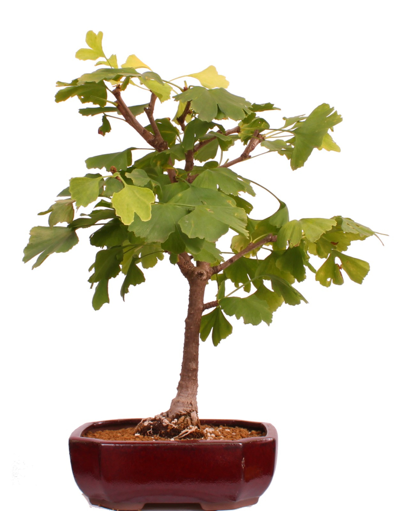 Bonsai - Ginkgo biloba - Fächerblattbaum 227/32