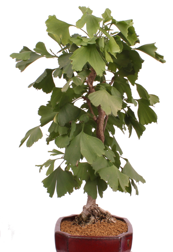 Bonsai - Ginkgo biloba - Fächerblattbaum 227/33