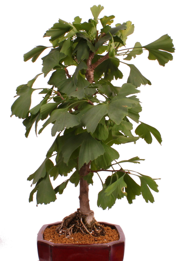 Bonsai - Ginkgo biloba - Fächerblattbaum 227/33